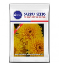 Chrysanthamum Sarpan Bijali Yellow SC-4